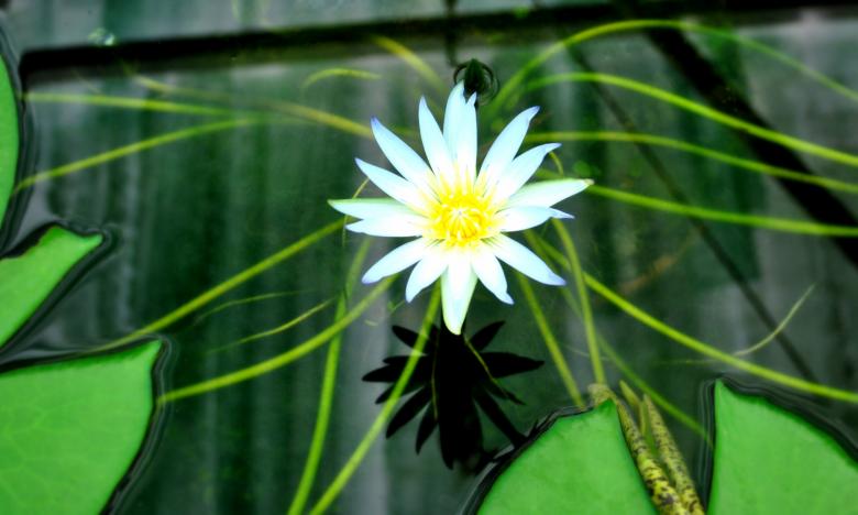 Free stock image of Garden Flowers created by Robert Priest