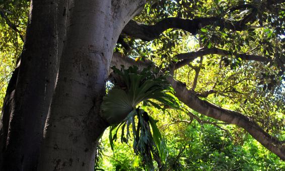 Free Stock Photo of Green Garden