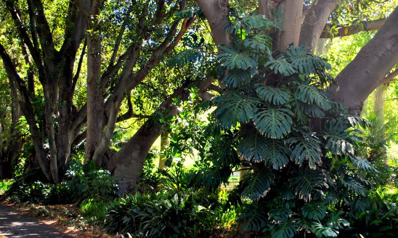 Free stock image of Green Garden created by Robert Priest