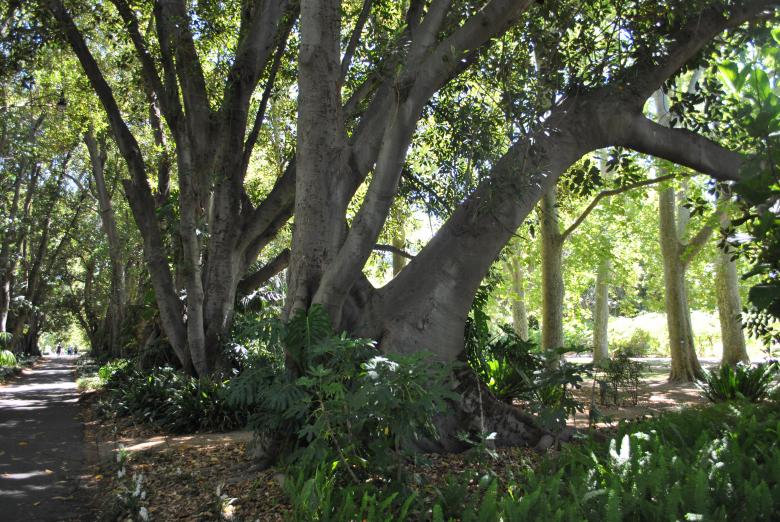 Free stock image of Green Garden created by Robert Priest