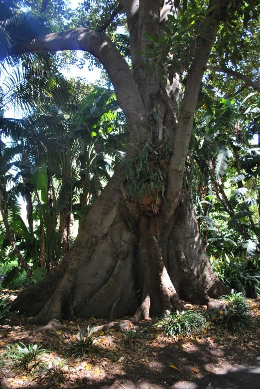 Free stock image of Green Garden created by Robert Priest