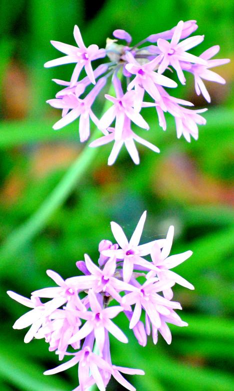 Free stock image of Garden Flowers created by Robert Priest