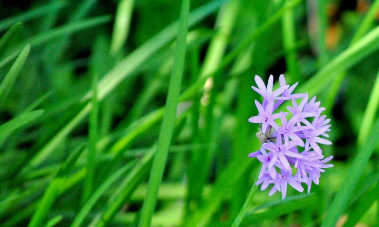 Free stock image of Garden Flowers created by Robert Priest