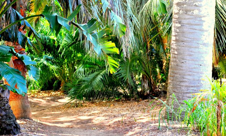 Free stock image of Green Garden created by Robert Priest