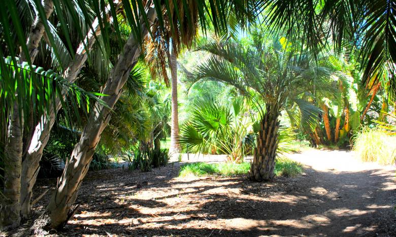 Free stock image of Palm trees created by Robert Priest