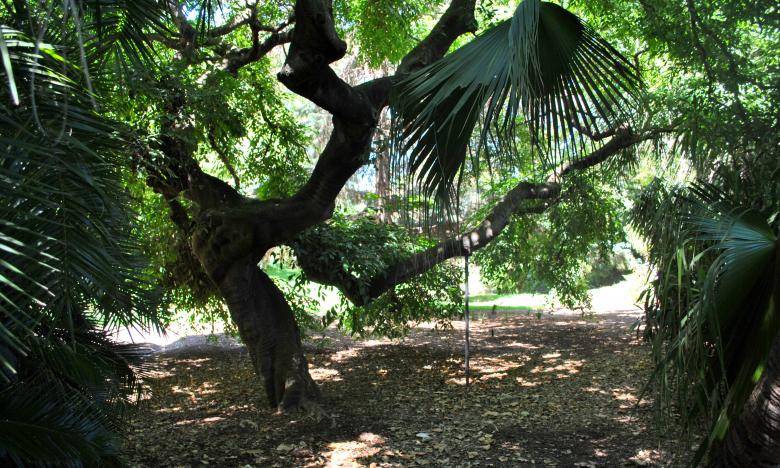 Free stock image of Green Trees created by Robert Priest
