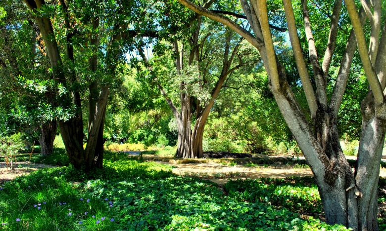 Free stock image of Green Plants and Trees created by Robert Priest