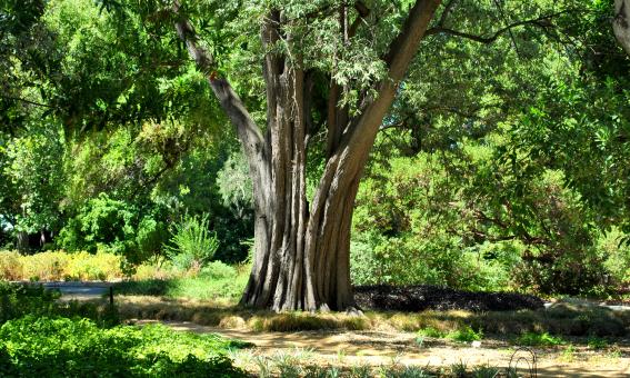 Tree in nature
