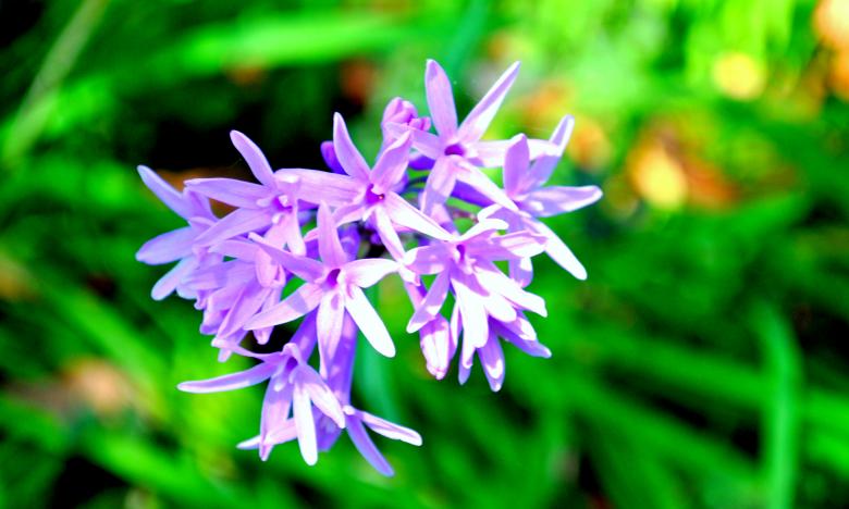 Free stock image of Purple Flowers created by Robert Priest