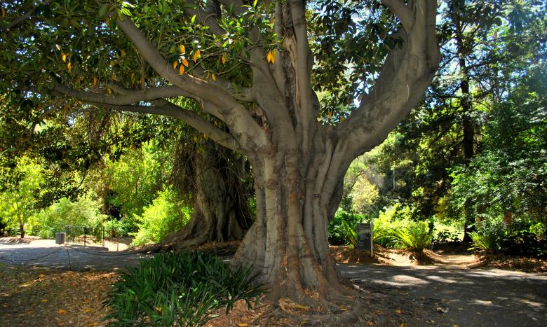 Free stock image of Large Tree created by Robert Priest