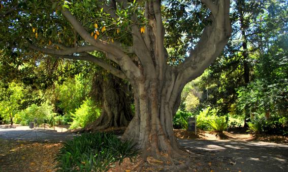 Large Tree