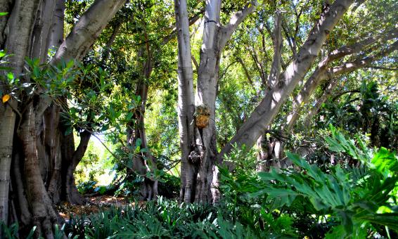Trees