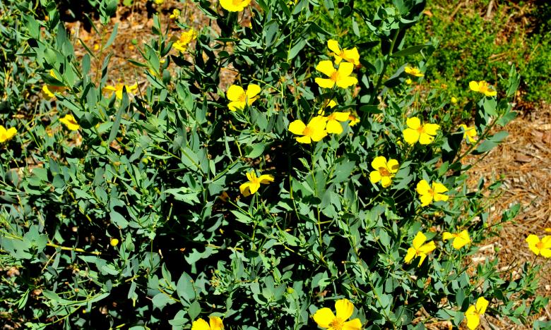 Free stock image of Yellow Flowers created by Robert Priest
