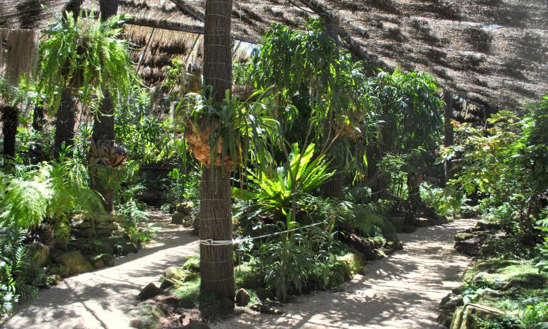 Free stock image of Green Plants and Trees created by Robert Priest