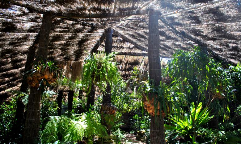 Free stock image of Green Plants and Trees created by Robert Priest