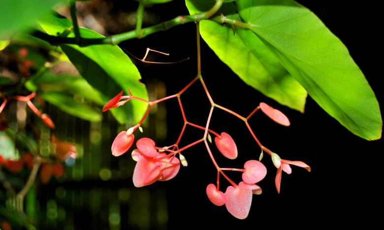Free stock image of Flower Closeup created by Robert Priest