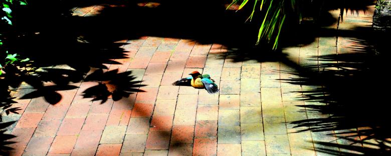 Free stock image of Bird Resting created by Robert Priest
