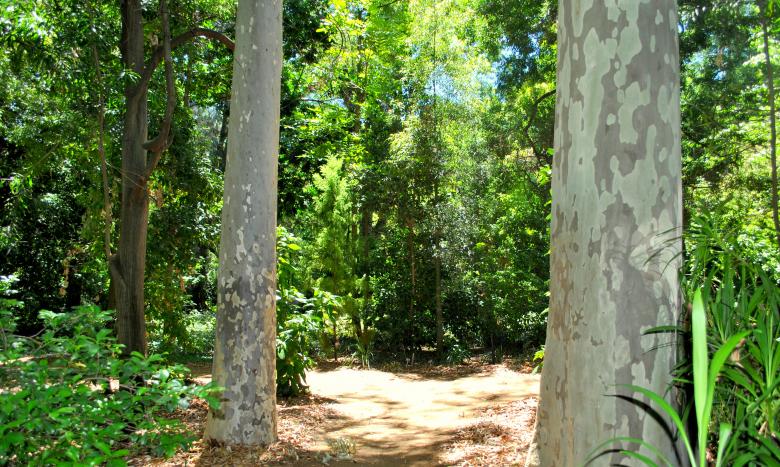 Free stock image of Tree Trunks created by Robert Priest