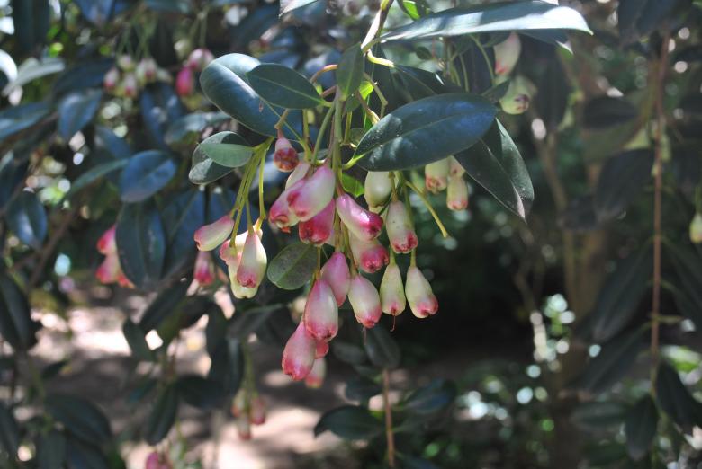Free stock image of Flower Blossoms created by Robert Priest