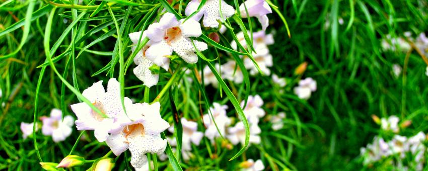 White Flowers