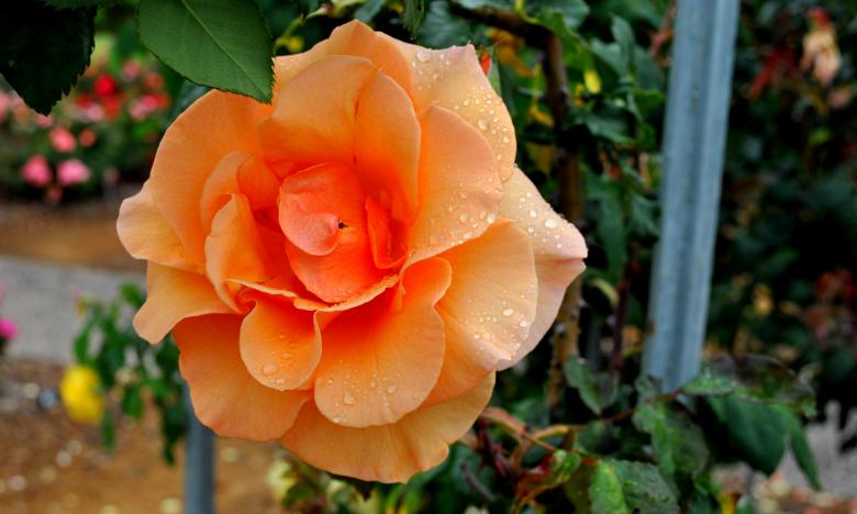 Free stock image of Rose Closeup created by Robert Priest