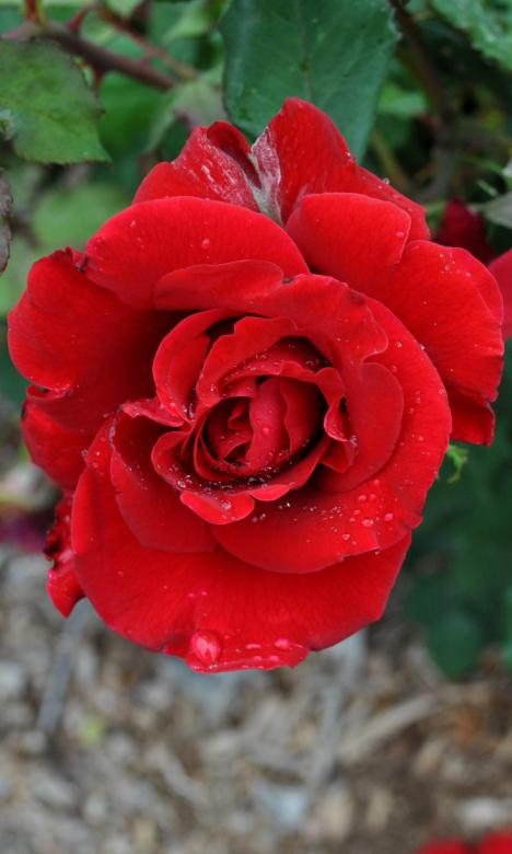 Free stock image of Red Rose created by Robert Priest