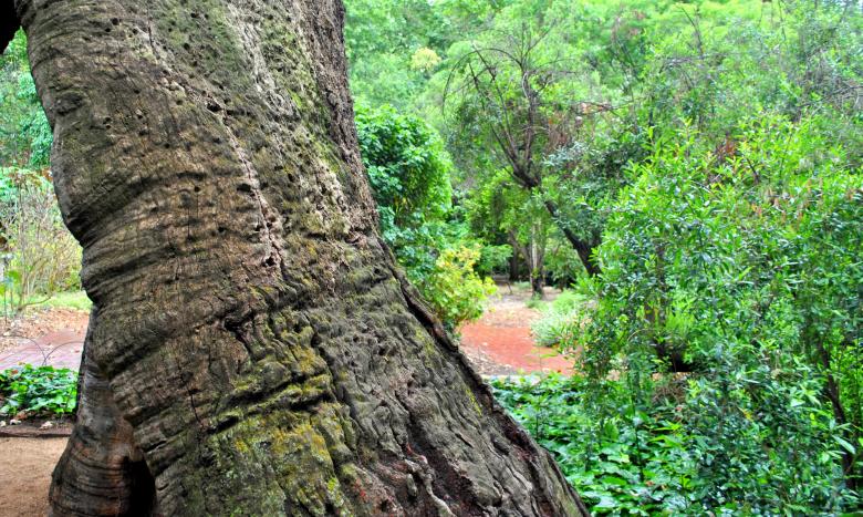 Free stock image of Trunk and Garden created by Robert Priest
