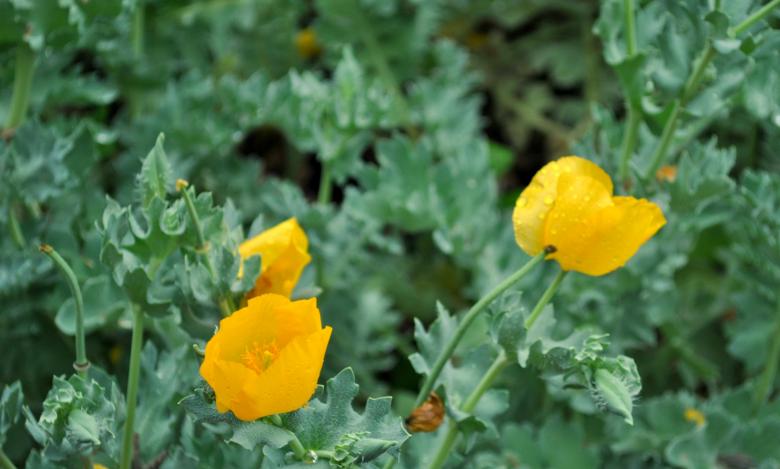 Free stock image of Garden Flowers created by Robert Priest