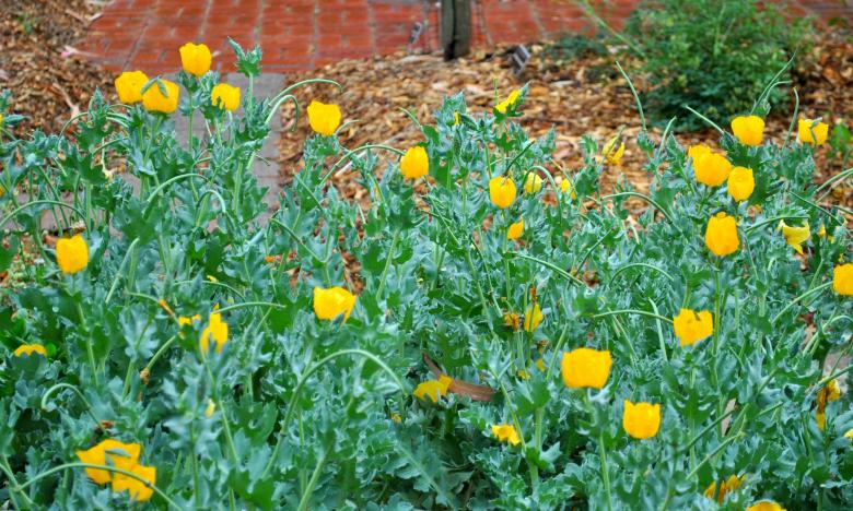 Free stock image of Garden Flowers created by Robert Priest