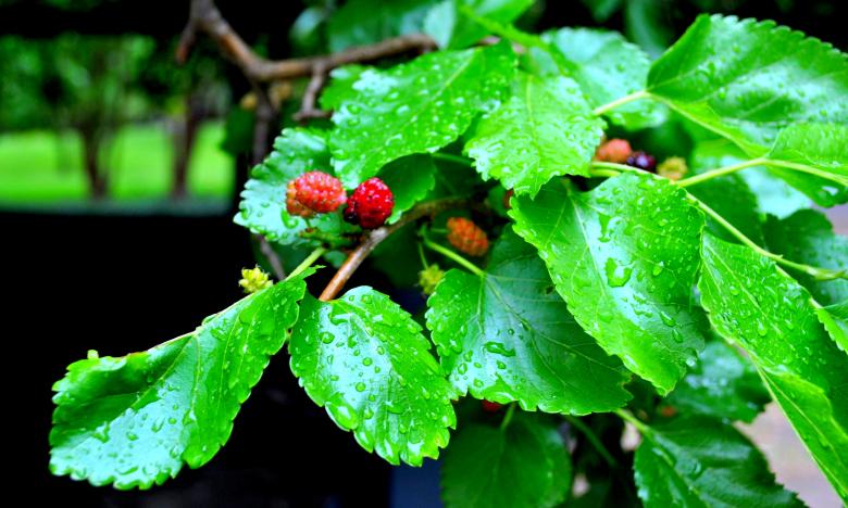 Free stock image of Garden Fruit created by Robert Priest
