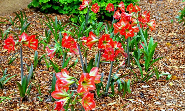 Free stock image of Desert Flowers created by Robert Priest