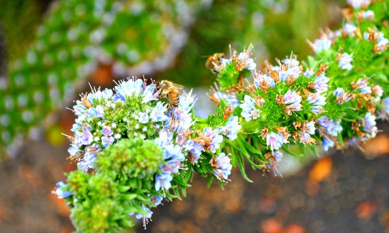 Free stock image of Bee Flower created by Robert Priest