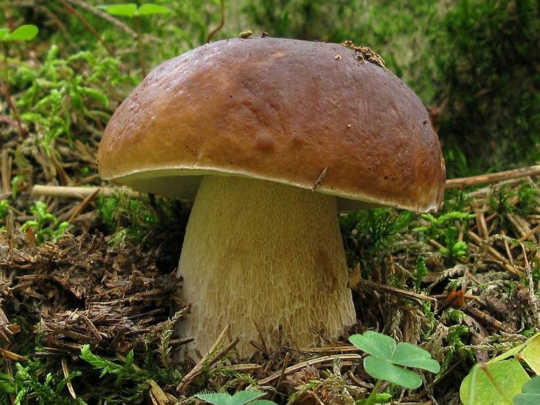 Free stock image of Mushroom created by Hotabch