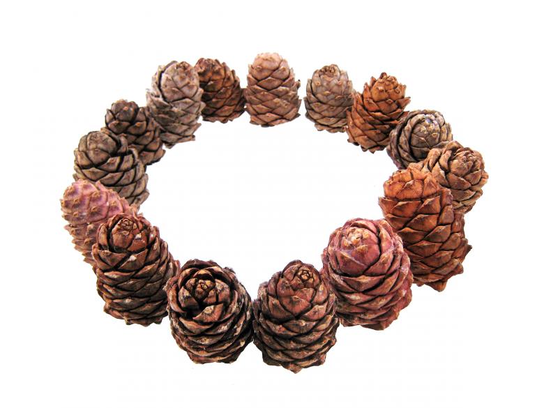 Free stock image of Pine cones created by 2happy