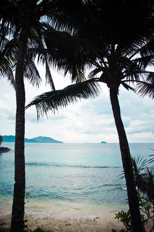 Free stock image of Palm trees beach created by Luka