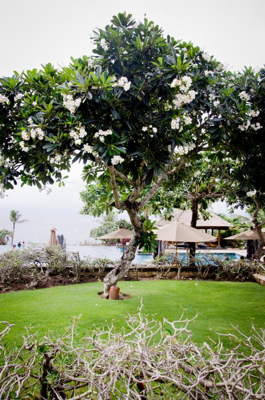 Free stock image of Garden and pool in Hotel created by Luka