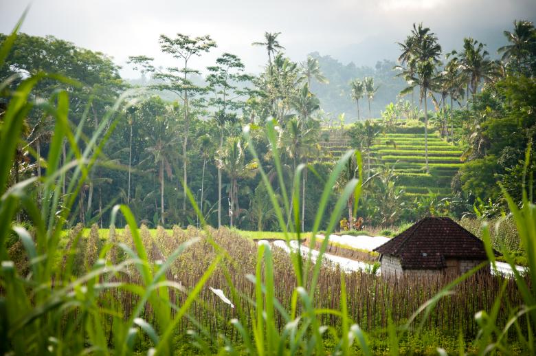Free stock image of Green Terraced Rice Field created by Luka