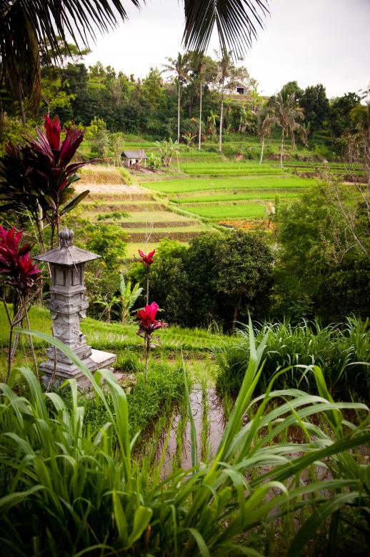 Free stock image of Rice fields created by Luka