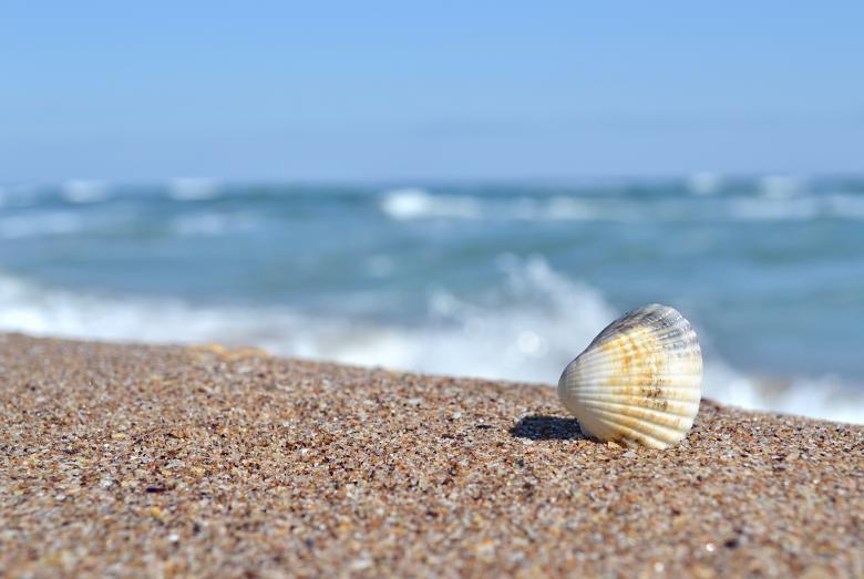 Free stock image of Shell by the beach created by abdullah üsame deniz
