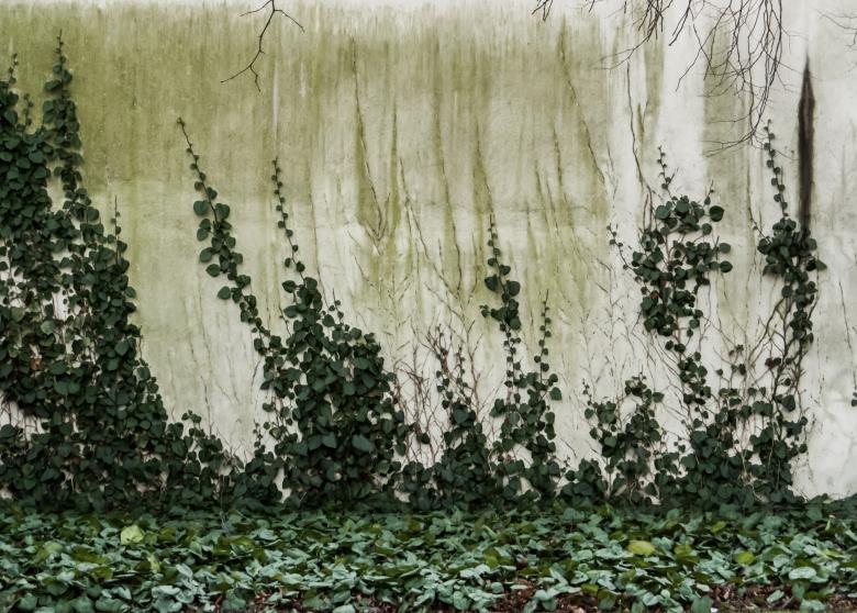 Free stock image of Green wall created by Janis Urtans