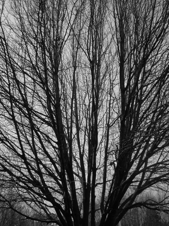 Free stock image of Bare Tree created by Samantha S