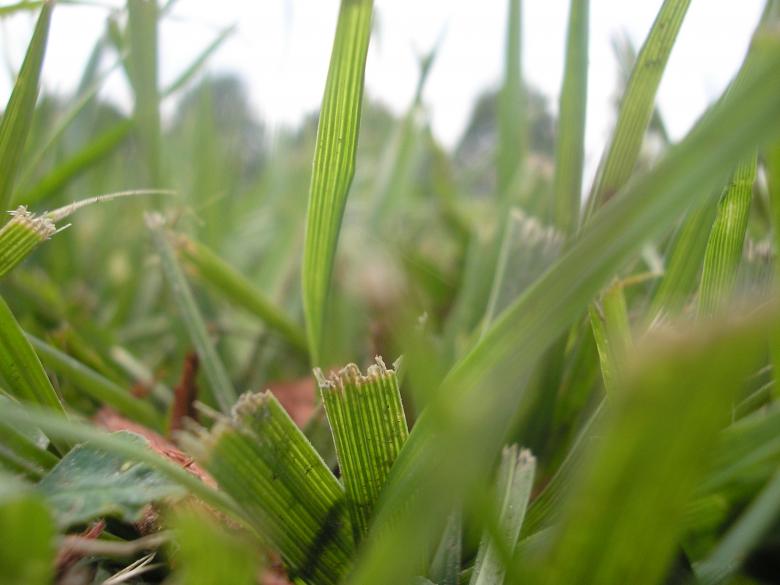 Free stock image of Tall Grass created by Samantha S