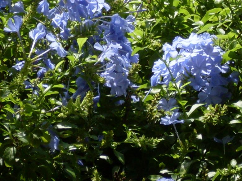 Free stock image of Blue Flowers created by Samantha S