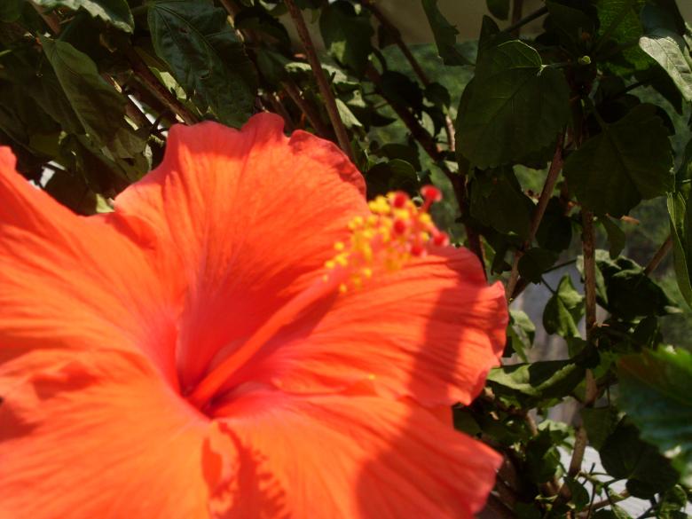 Free stock image of Bright Flower created by Samantha S
