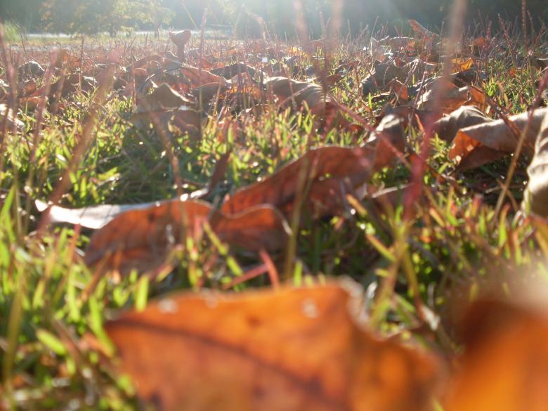 Free stock image of Fallen Leaves created by Samantha S