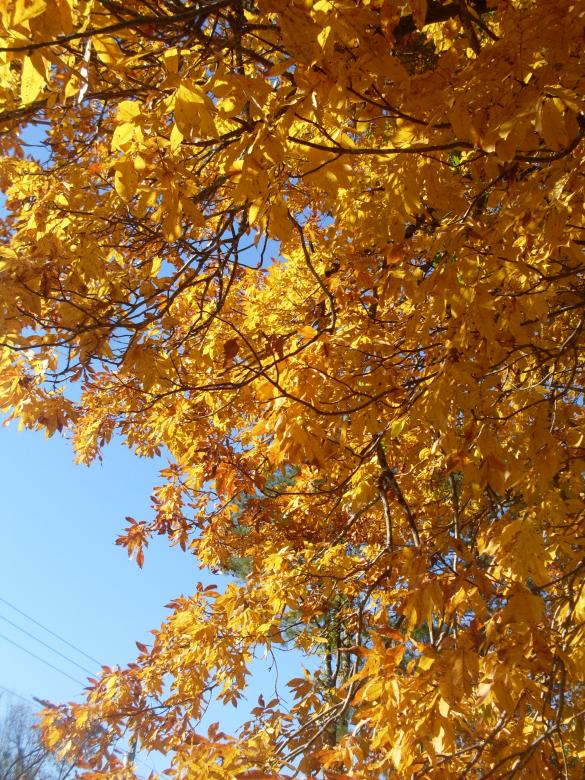 Free stock image of Fall Colors created by Samantha S