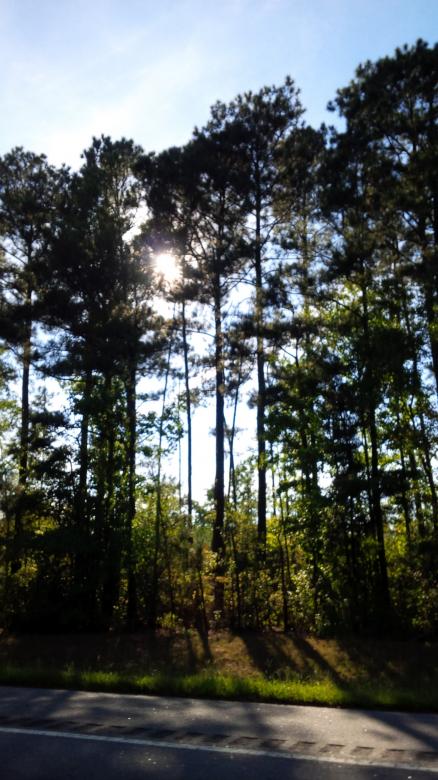 Free stock image of Sun Shining Through the Trees created by Samantha S