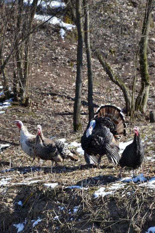 Free stock image of Turkey created by Tomas Adomaitis