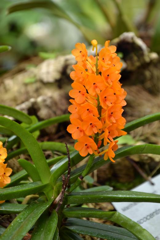 Free stock image of Rust-red Ascocentrum created by Tomas Adomaitis