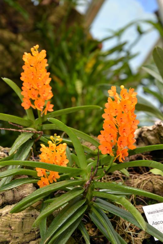 Free stock image of Rust-red Ascocentrum created by Tomas Adomaitis